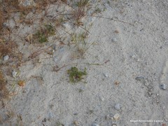 Lolium rigidum