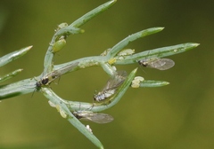 Cavariella aegopodii