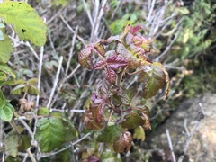 Toxicodendron diversilobum