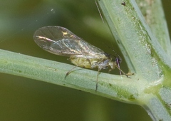 Cavariella aegopodii