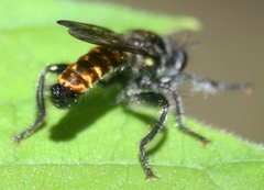 Laphria index