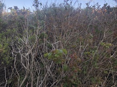 Toxicodendron diversilobum