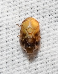 Clastoptera achatina