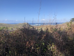 Toxicodendron diversilobum