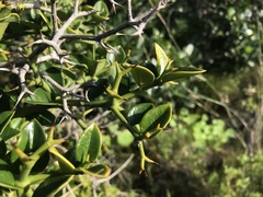 Carissa bispinosa
