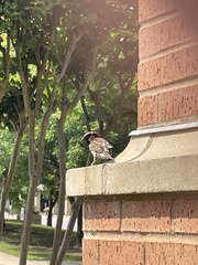 Passer domesticus