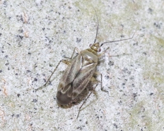 Plagiognathus verticalis