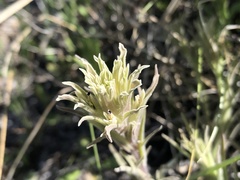 Castilleja pilosa