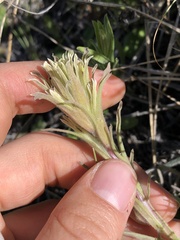 Castilleja pilosa
