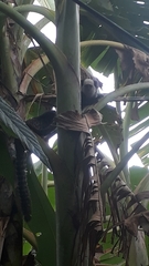 Callithrix geoffroyi