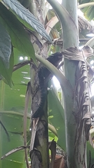 Callithrix geoffroyi