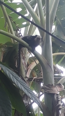 Callithrix geoffroyi