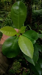 Melicytus macrophyllus