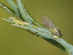 Cavariella aegopodii