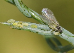 Cavariella aegopodii