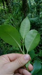 Melicytus macrophyllus