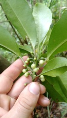 Melicytus macrophyllus