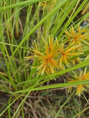 Cyperus oxylepis