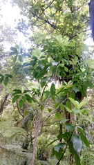 Melicytus macrophyllus
