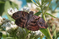 Chiomara mithrax