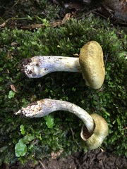 Cortinarius calaisopus