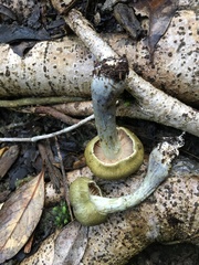 Cortinarius calaisopus