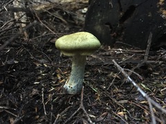 Cortinarius calaisopus