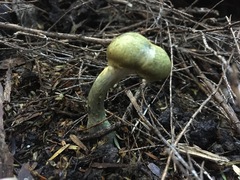 Cortinarius calaisopus