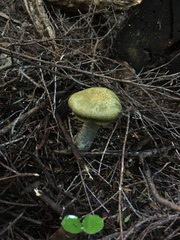 Cortinarius calaisopus