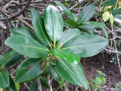 Rhizophora samoensis