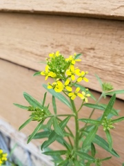 Erysimum inconspicuum