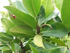 Rhizophora samoensis