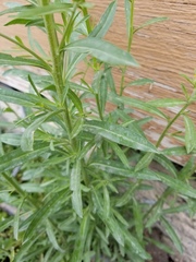 Erysimum inconspicuum