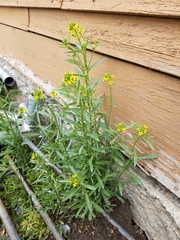 Erysimum inconspicuum