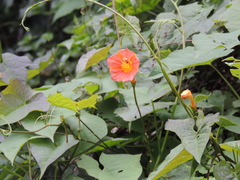 Ipomoea funis