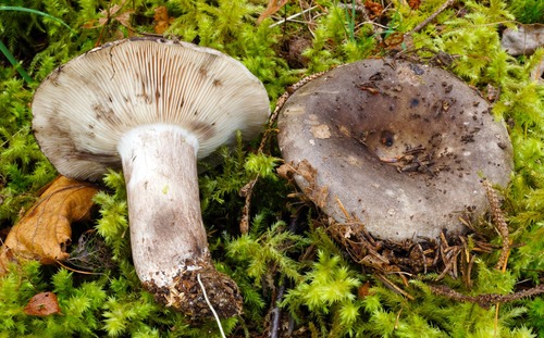 Dense-gilled Russula (Russula densifolia) · iNaturalist