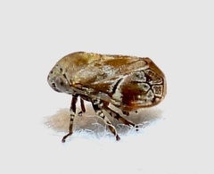 Clastoptera laevigata