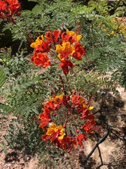 Caesalpinia pulcherrima