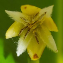 Rhizophora samoensis