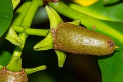 Rhizophora samoensis