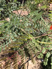 Caesalpinia pulcherrima