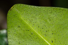 Rhizophora samoensis