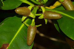 Rhizophora samoensis