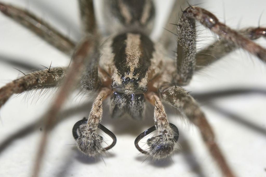 Arañas de tunel desde Coeneo, Mich., México el 05 de junio de 2021 a