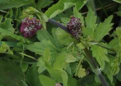 Sanicula bipinnatifida