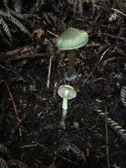 Cortinarius calaisopus