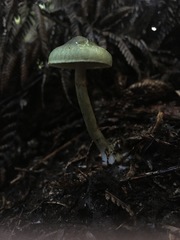 Cortinarius calaisopus