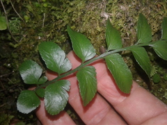 Asplenium lyallii