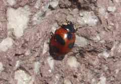 Coccinella monticola