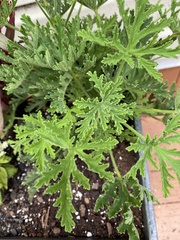 Citronella